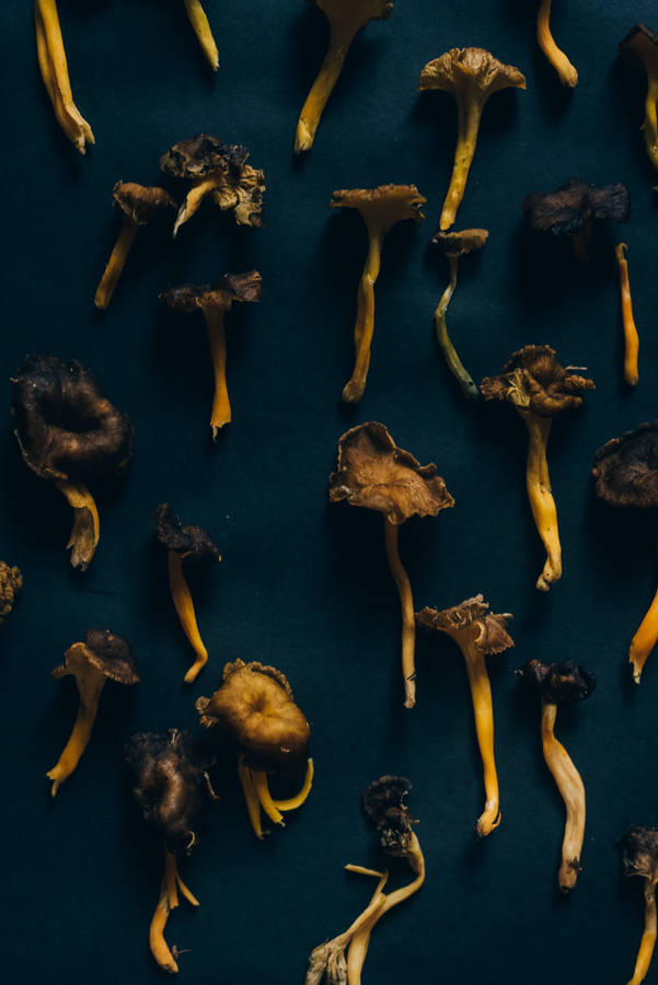 Flatlay Dried Mushroom Aesthetic Wallpaper