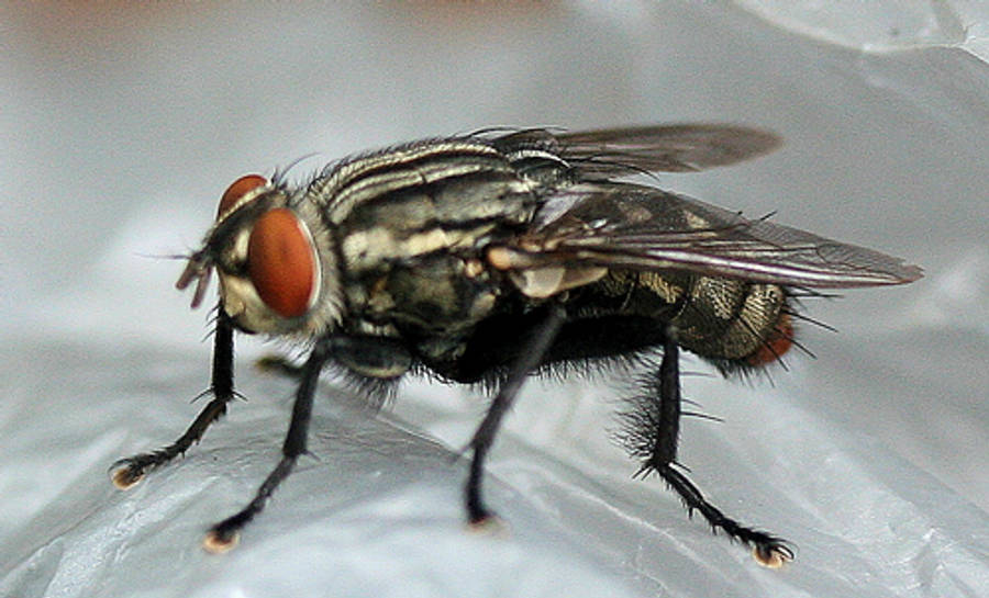 Flesh Fly Wallpaper