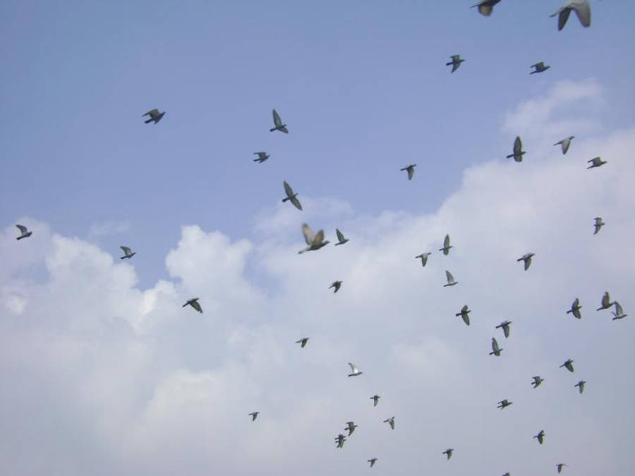 Flock Of Birds In Nature And Sky Wallpaper