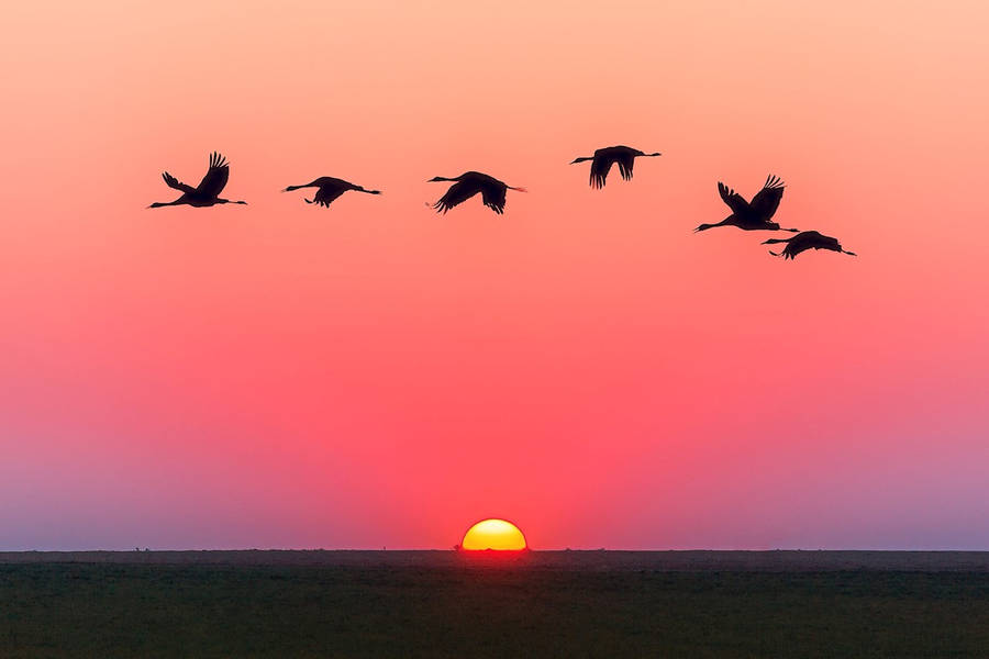 Flock Of Birds In Sky Sunset Wallpaper