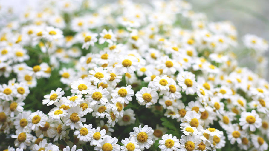 Flocked Daisy Flowers 4k Wallpaper