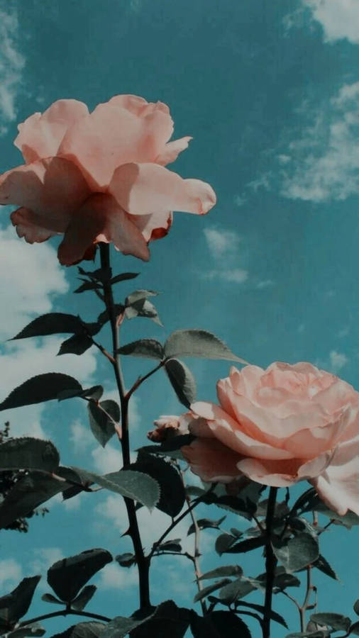 Flower Aesthetic In Sky Wallpaper