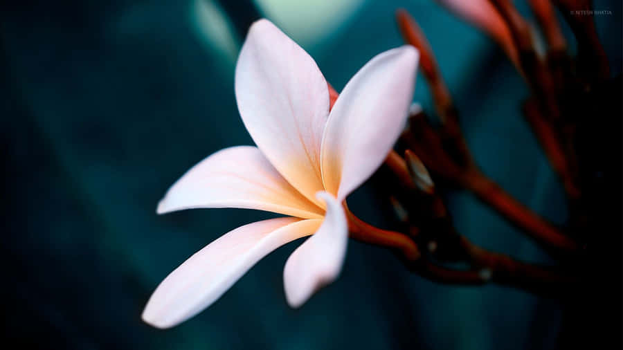 Flower Close-up Plumeria Petals Wallpaper