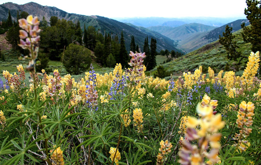 Flower Field In Idaho Wallpaper