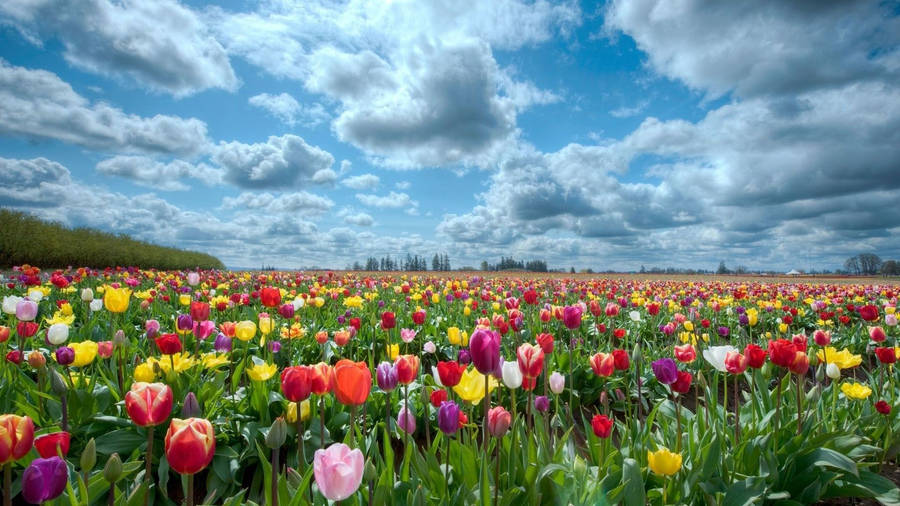 Flower Field Of Tulips Wallpaper