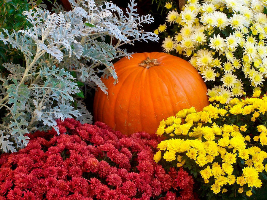 Flower Garden With Pumpkin Wallpaper