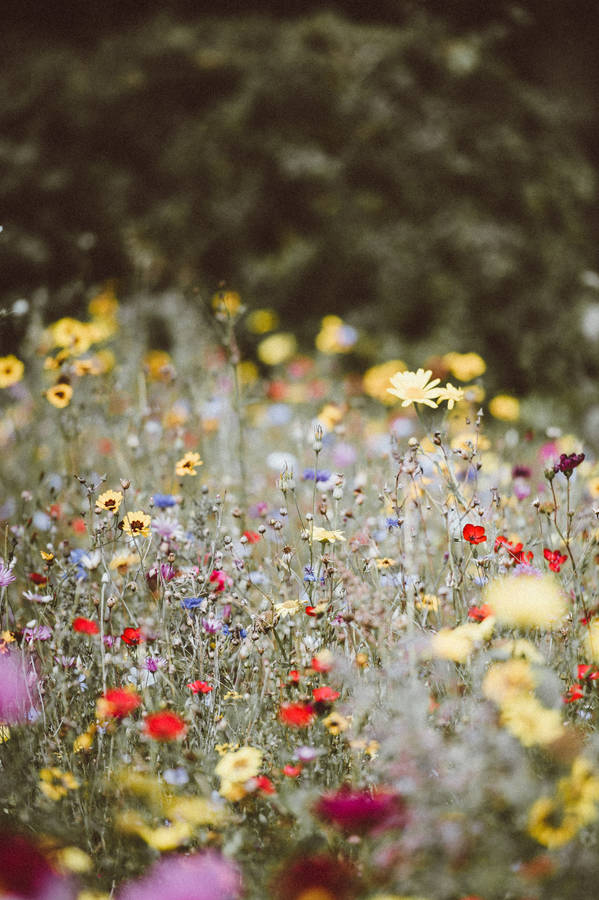 Flower Garden With Small Flowers Wallpaper