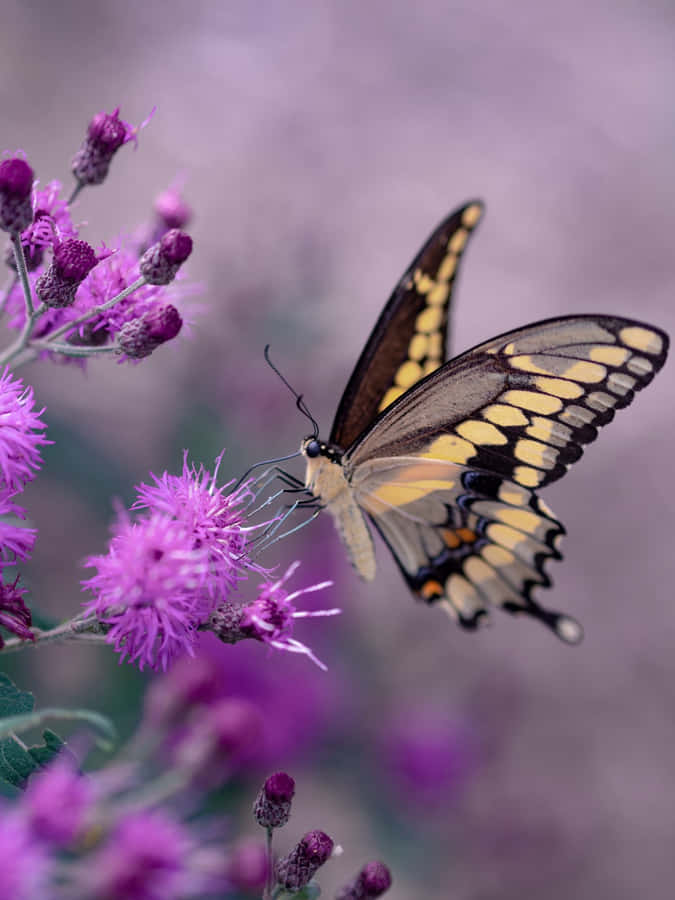 Flowers And Butterflies Lavender Haze Wallpaper