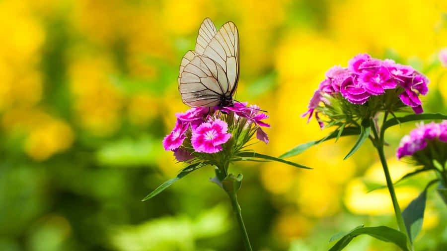 Flowers And Butterflies Mustard Field Wallpaper