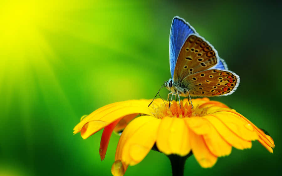 Flowers And Butterflies Summer Season Wallpaper