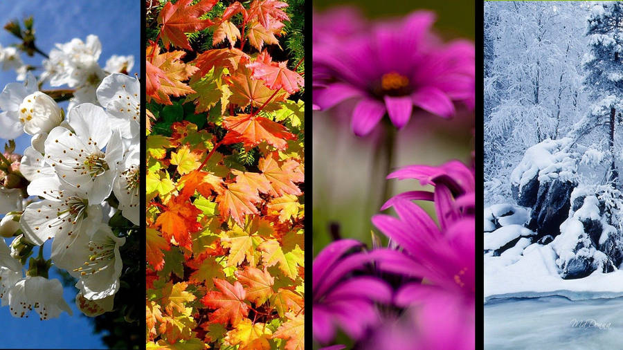 Flowers In Seasons Wallpaper