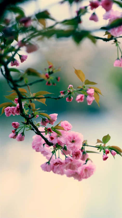 Flowers Nature Black Twigs With Leaves Wallpaper