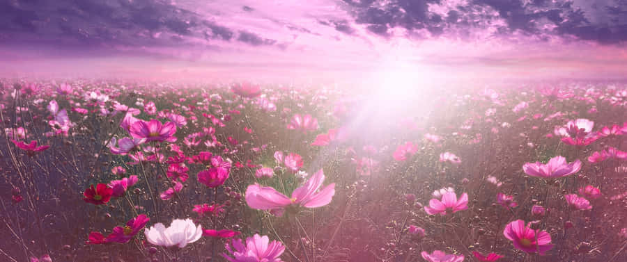 Flowers Nature Bright Sun Sky Wallpaper