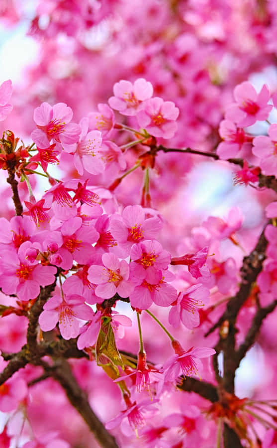 Flowers Nature Pink Cherry Blossom Wallpaper