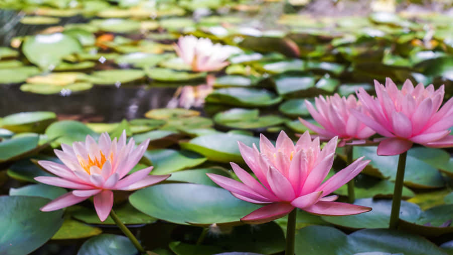 Flowers Nature Pink Lotus Wallpaper