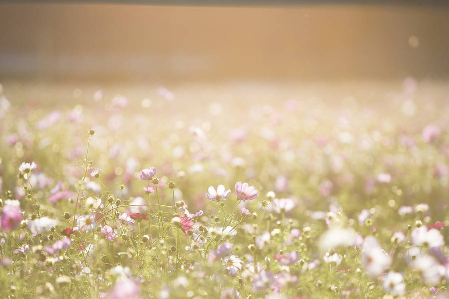 Flowers On Bush Banner Wallpaper