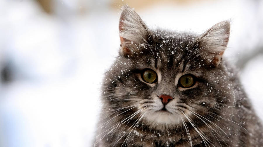 Fluffy Cat Computer In Snow Wallpaper