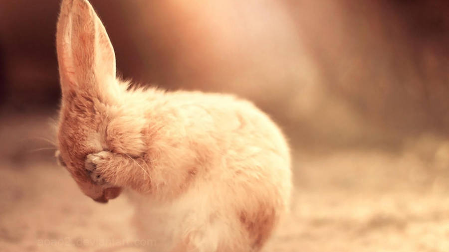 Fluffy Cute Peek A Boo Bunny Wallpaper