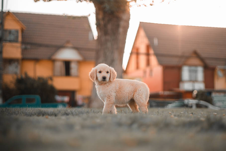 Fluffy Golden Retriever Puppy In Park Wallpaper