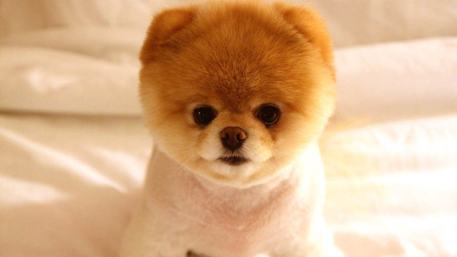 Fluffy Groomed Pomeranian Puppy Wallpaper