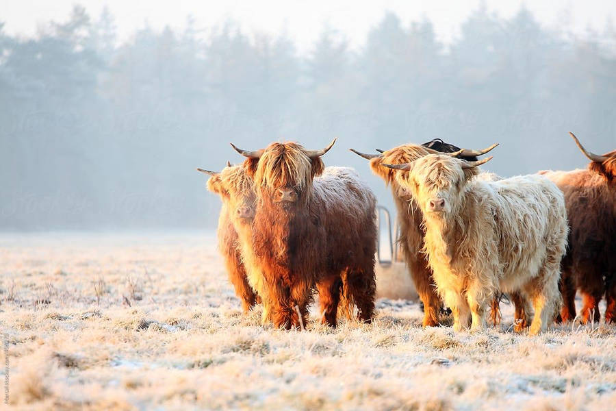 Fluffy Highland Cow Herd Wallpaper