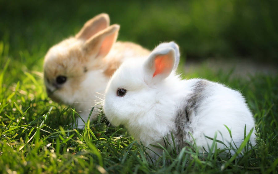 Fluffy Little Baby Bunnies Wallpaper