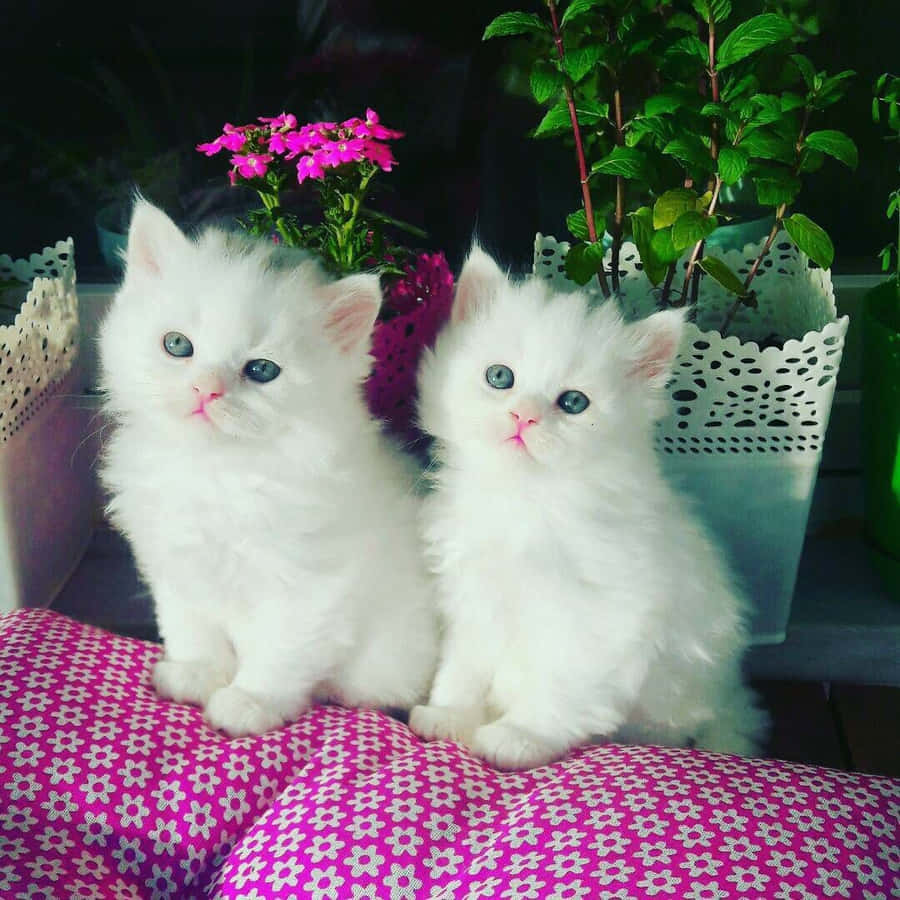 Fluffy White Kittens With Flowers Wallpaper