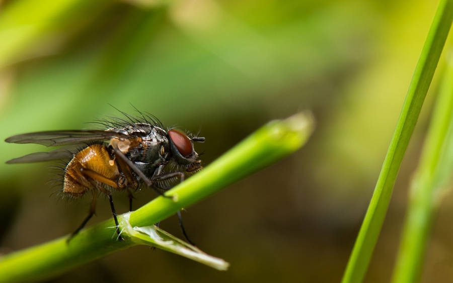 Fly On Stem Wallpaper