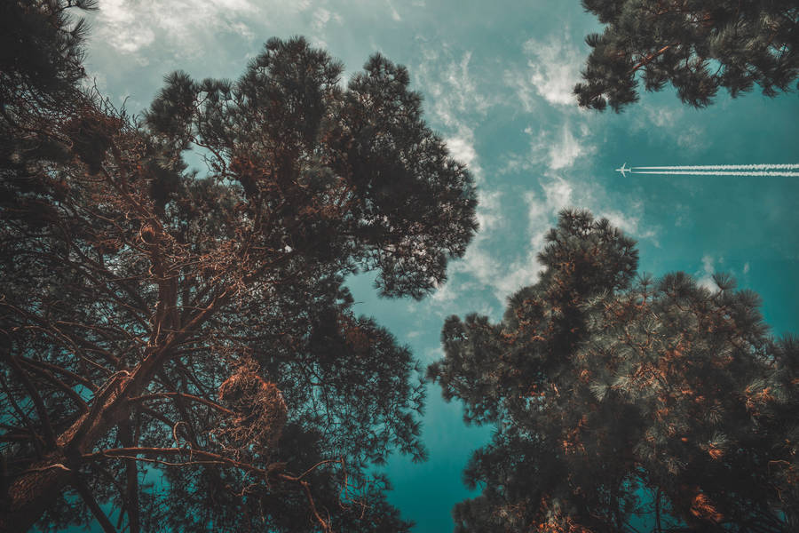 Flying Airplane Over Trees Wallpaper