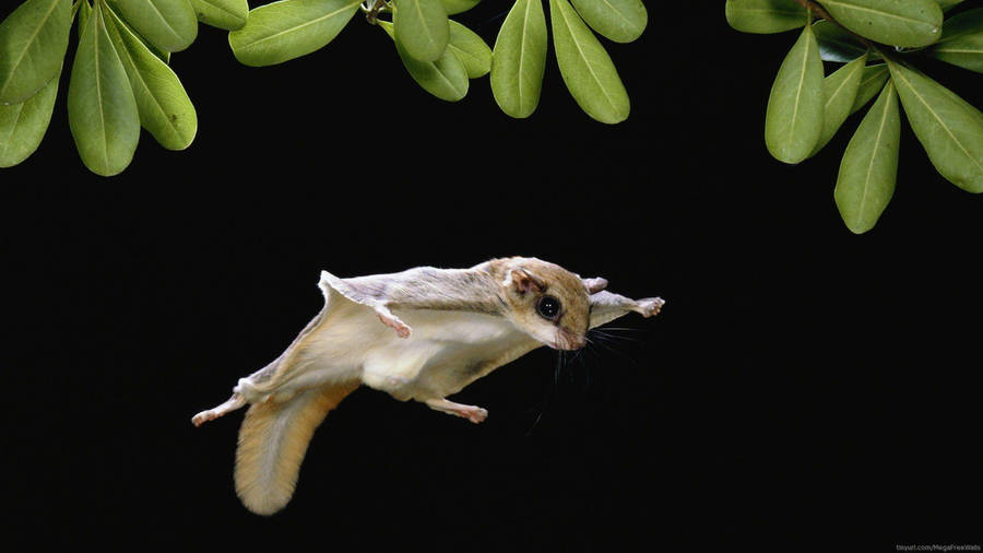 Flying Baby Sugar Glider Wallpaper