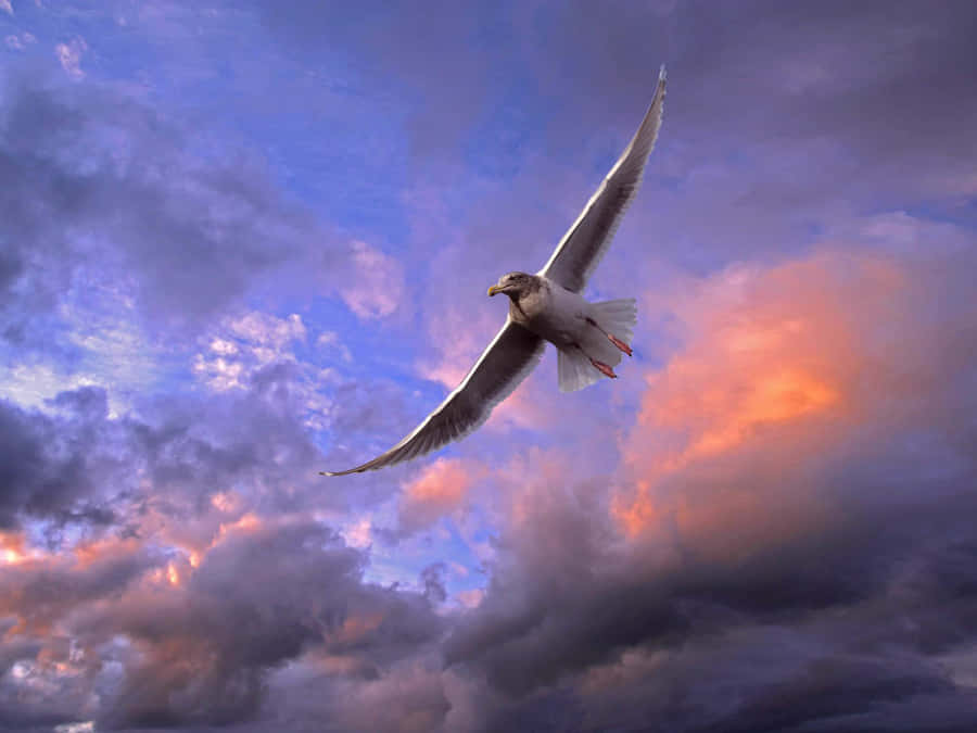 Flying Bird Seagull In Scenic Sky Wallpaper