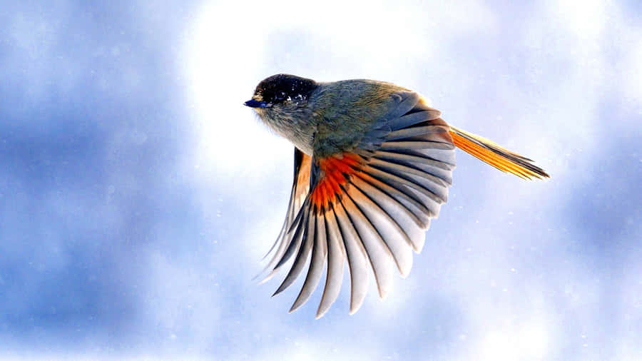 Flying Bird Siberian Jay Wallpaper