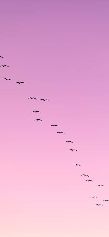 Flying Bird Trailing In Pink Sky Wallpaper