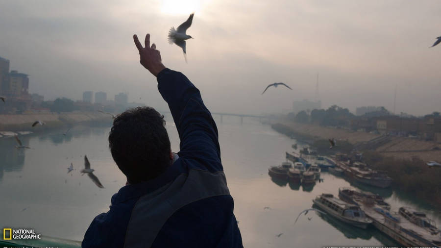 Flying Birds In Baghdad Wallpaper