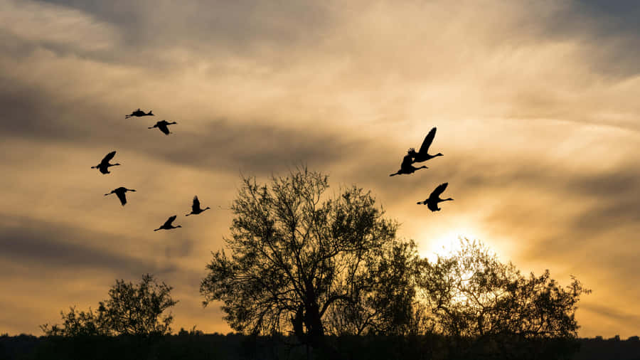 Flying Birds Over The Trees Wallpaper