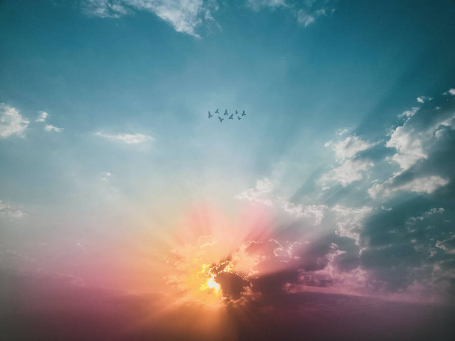 Flying Birds Sky Background Wallpaper