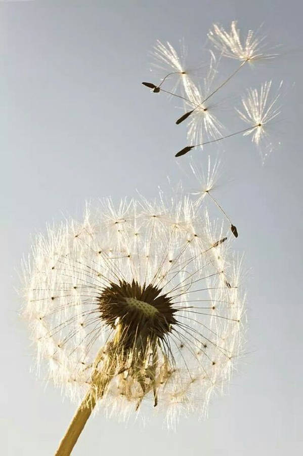 Flying Dandelion Bunga Wallpaper