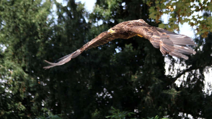 Flying Eagle Hunting In A Forest Wallpaper