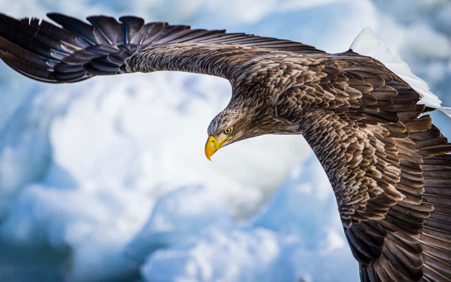 Flying Eagle Steller's Sea Specie Wallpaper