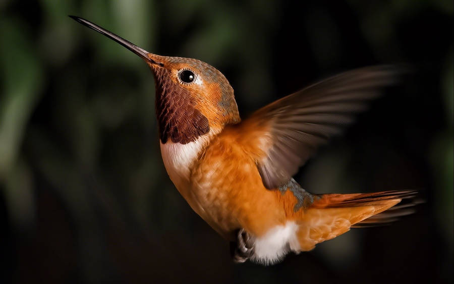 Flying Hummingbird Close-up Wallpaper