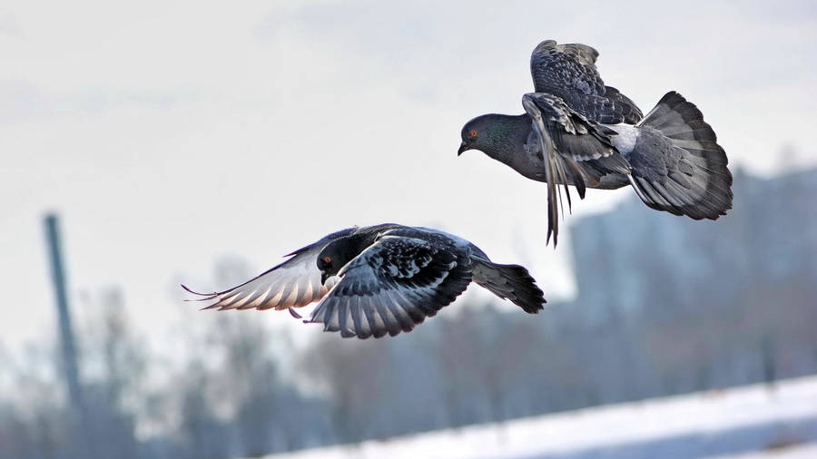 Flying Pigeon Birds In Winter Wallpaper