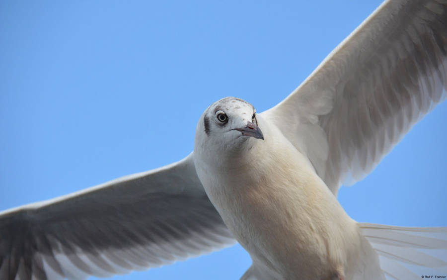 Flying White Bird Microsoft Wallpaper