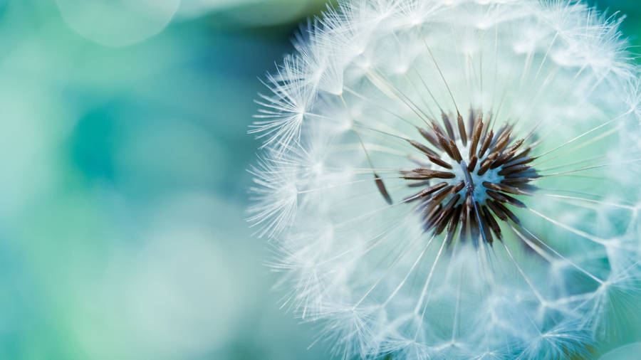 Focus Dandelion Google Meet Background Wallpaper