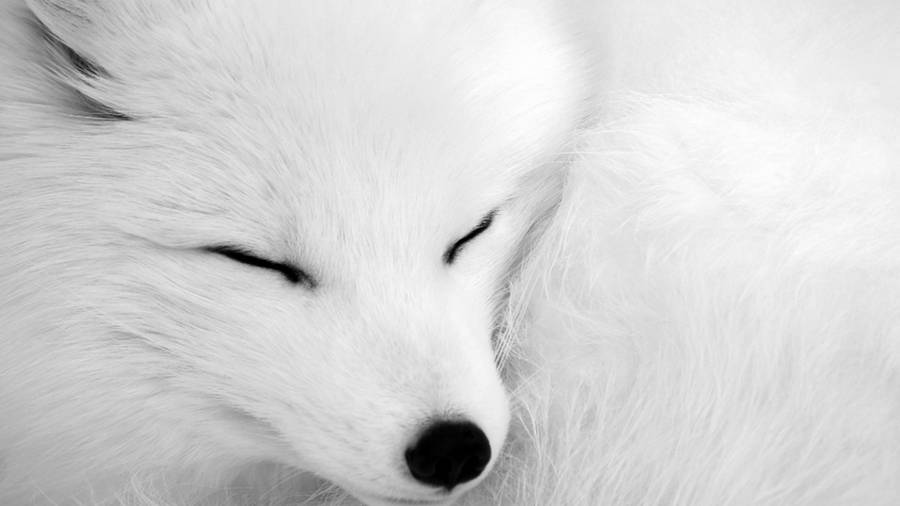 Focused Shot White Fox Wallpaper