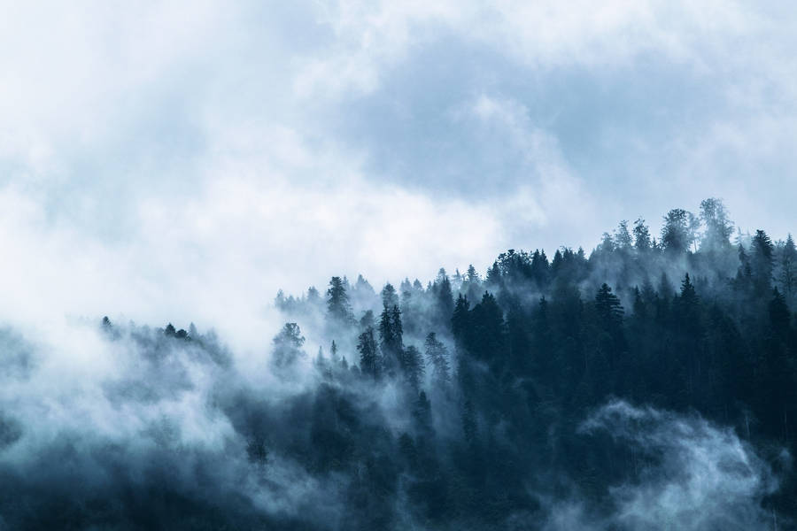 Fog Over The Blue Woods Wallpaper