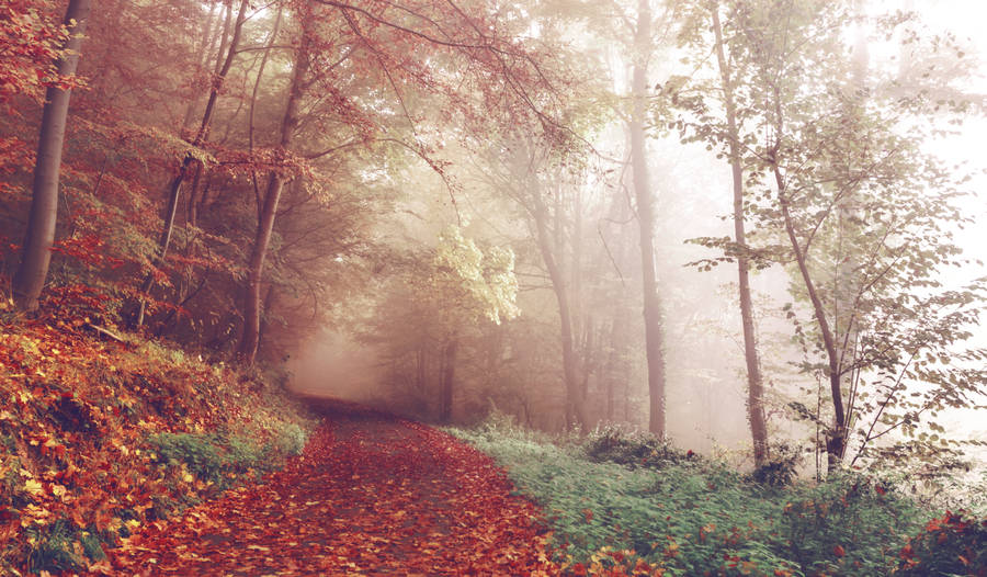 Foggy Autumn Forest Wallpaper