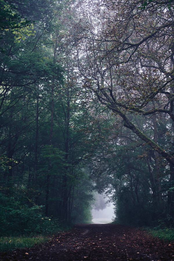 Foggy Forest 8k Phone Wallpaper