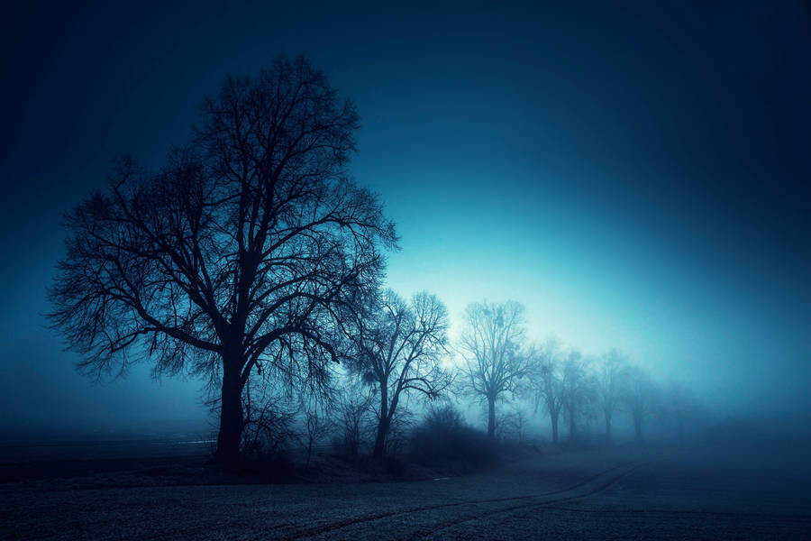 Foggy Forest At Night Wallpaper