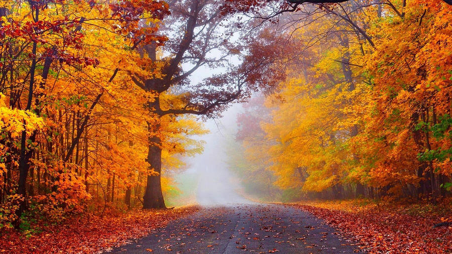 Foggy Forest In Autumn Wallpaper