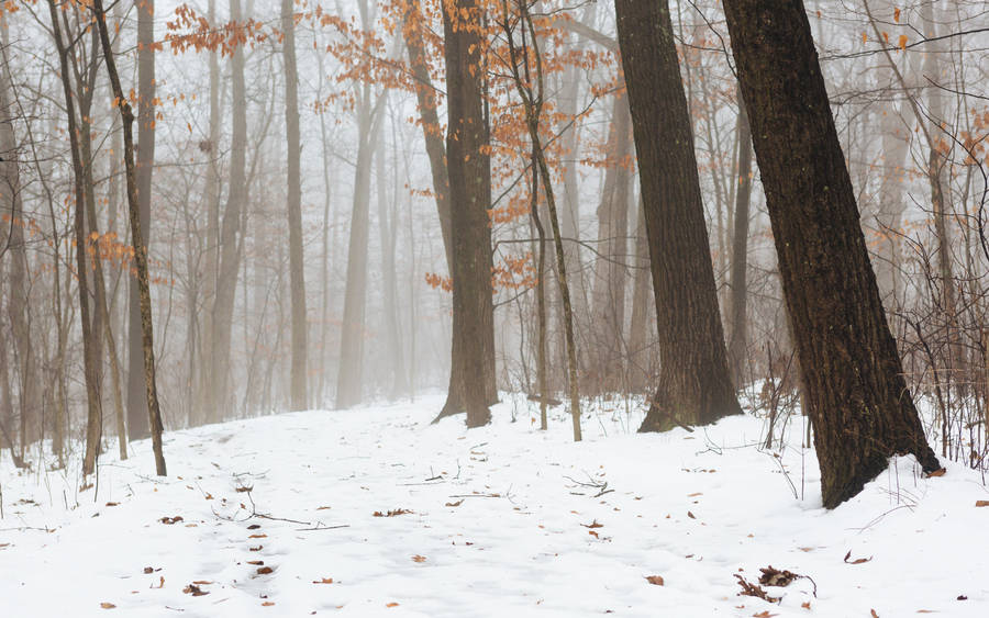 Foggy Forest With Snow-covered Ground Wallpaper